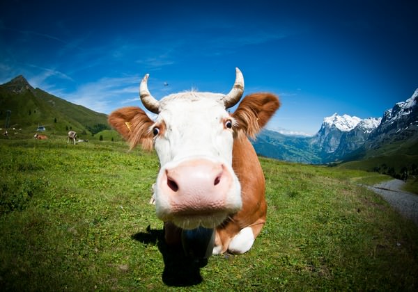 К чему снится корова: самое подробное толкование