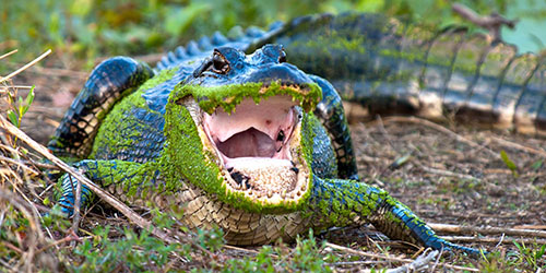 к чему снится агрессивный крокодил