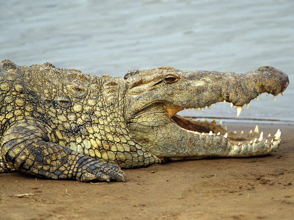 К чему снится крокодил? Сонник
