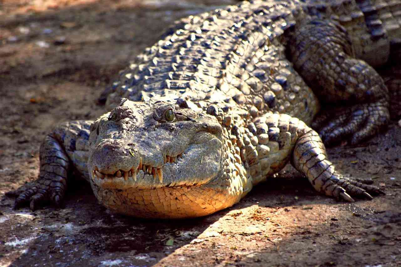 К чему снится крокодил женщине? Сонник крокодил