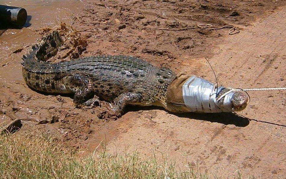 Убитый крокодил приснился, к чему?
