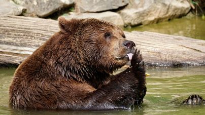 К чему снится медведь женщине: замужней, незамужней, беременной – толкование по разным сонникам