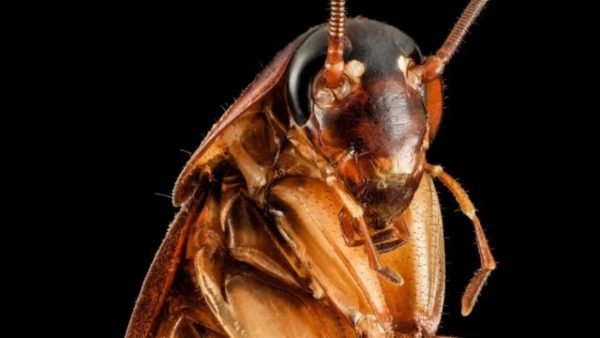 К чему снится много тараканов, сонник – тараканы во сне