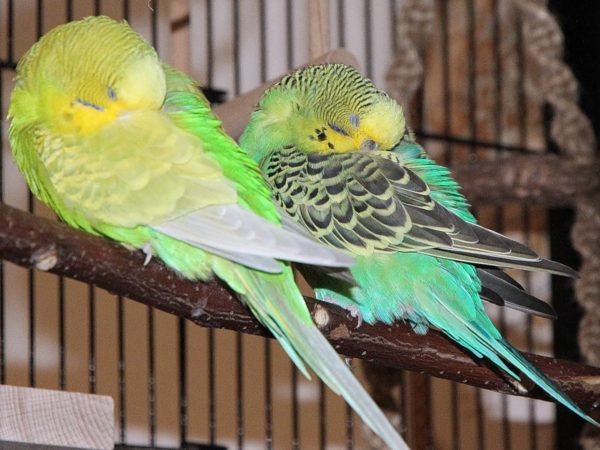 Два попугая спят