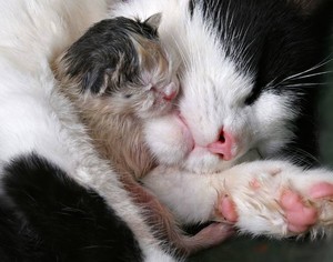 К чему снится рождение котят