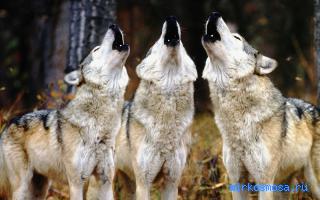 Стая волков — Эзотерический сонник