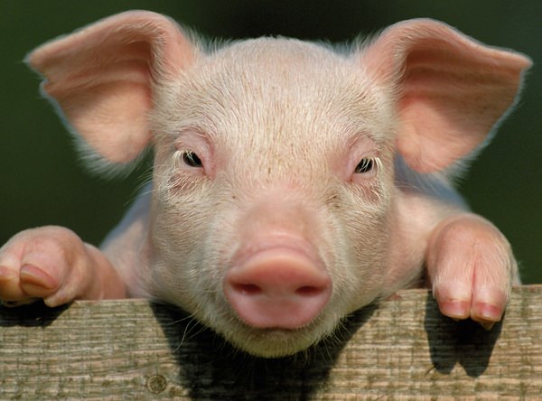 К чему снится свинья: не хочет ли кто-то ее подложить?
