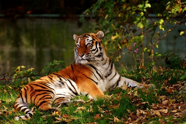 К чему снится тигр? Сонник – тигр во сне символизирует силу и мудрость.