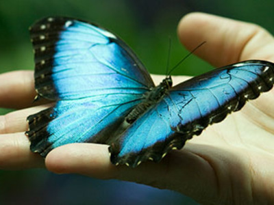К чему снятся бабочки – сонник: бабочки