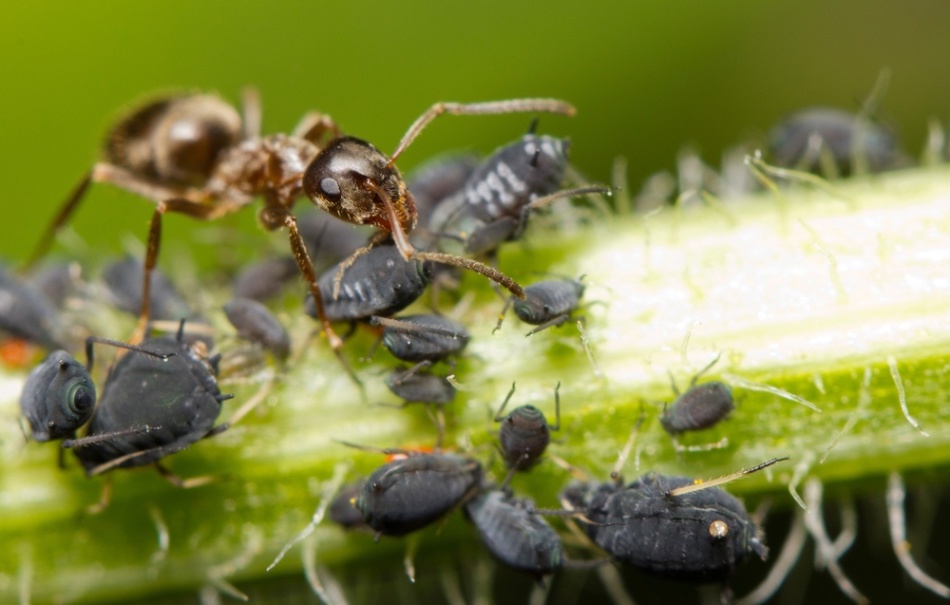К чему снятся во сне муравьи большие, маленькие, летающие