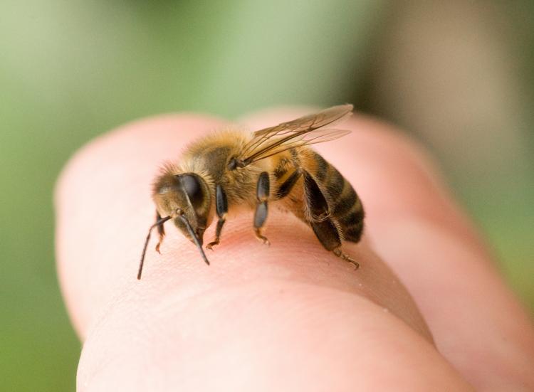 К чему снятся пчелы очень много сонник