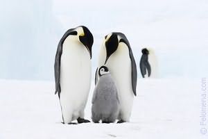 К чему снятся пингвины много