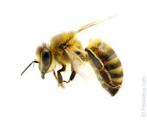 К чему снится укус пчелы в руку
