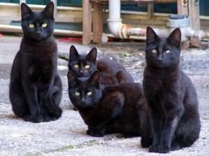 К чему снится черная кошка