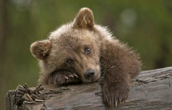 К чему снится медвежонок, который бегает по кругу, нападает, кусает или спит? Основные толкования - к чему снится медвежонок