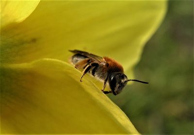 К чему снятся пчелы – значение сна, толкование по сонникам