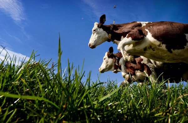 К чему снится стадо коров: значения и предзнаменования