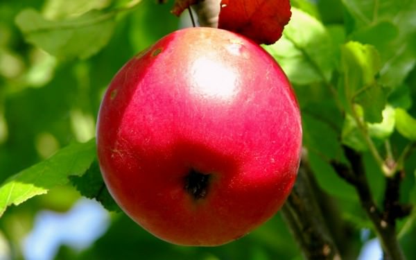 К чему снятся красные яблоки: значения и толкования