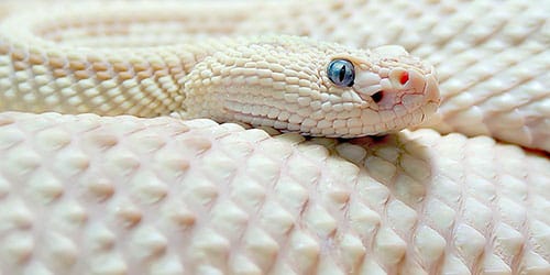 сонник белая змея