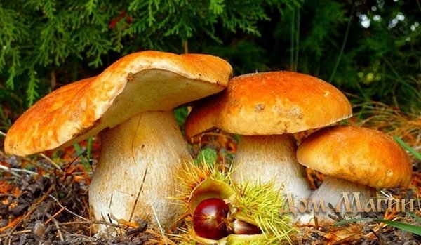 Сонник белые грибы к чему снится белые грибы во сне