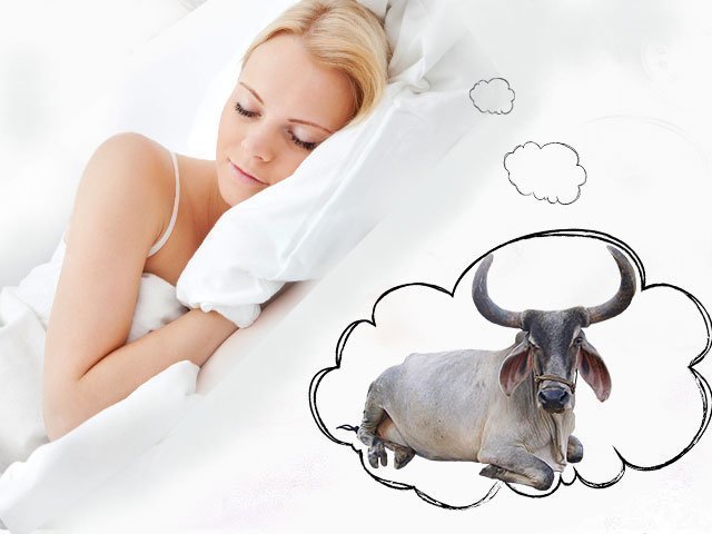 Сонник бык к чему снится бык во сне