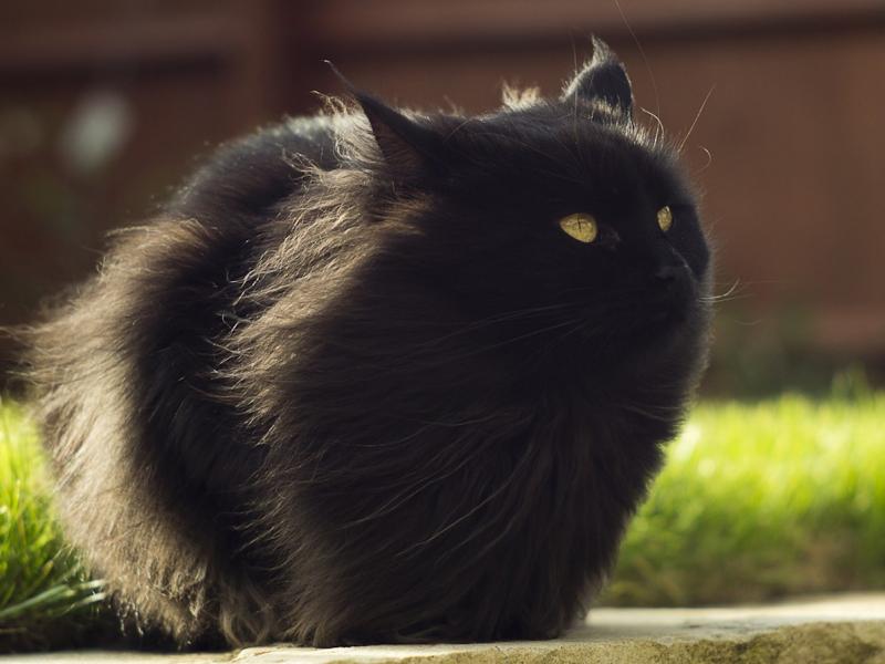 Сонник черный Кот ? приснился, к чему снится черный Кот во сне видеть?