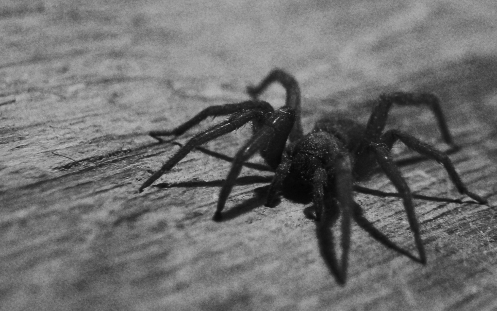 Сонник черный паук большой в доме