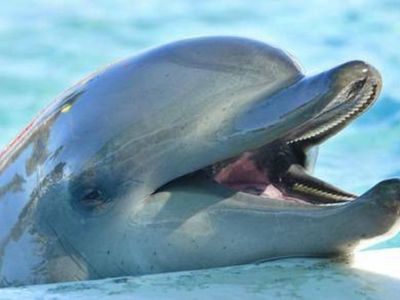 Сонник дельфины в воде к чему снится дельфины в воде во сне