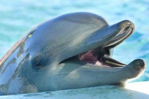 Сон о дельфинах
