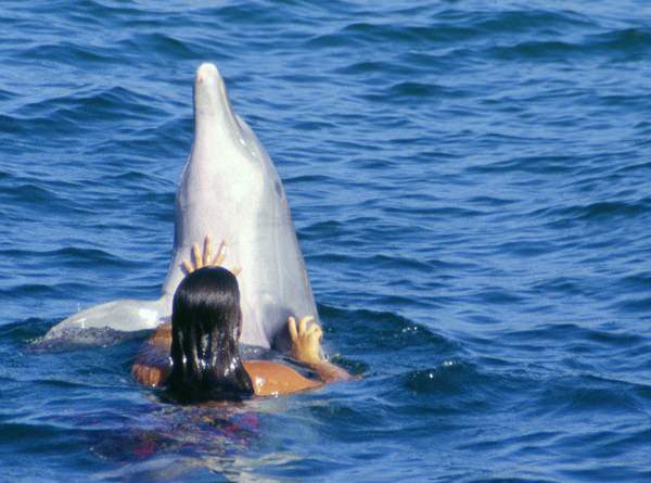 К чему снятся дельфины: стоит радоваться или печалиться?
