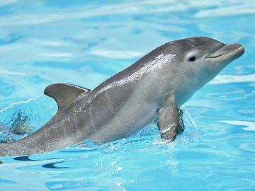 Сонник дельфины в воде много