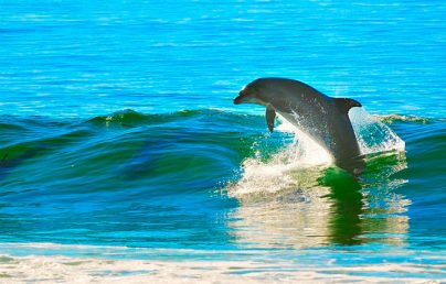 К чему снятся дельфины в воде: девушке, женщине, беременной, мужчине – толкование по разным сонникам