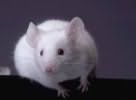 Сонник белая мышь во сне