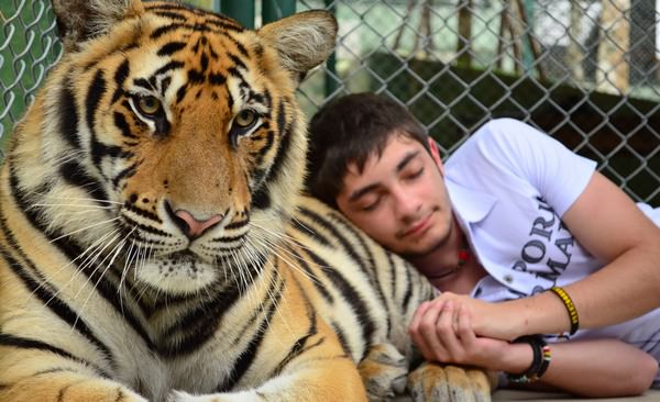 К чему снится тигр: опасность или добрый знак?