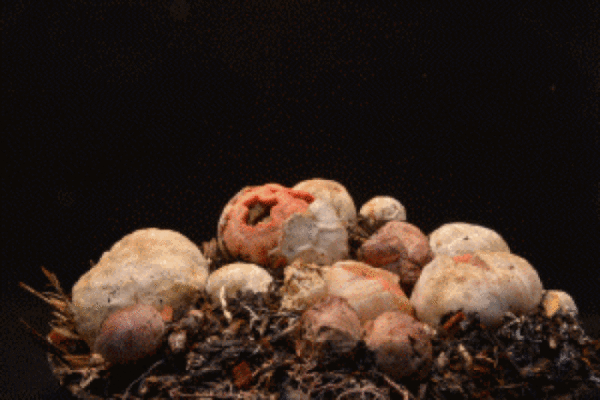 Сонник грибы на теле человека