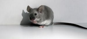 К чему снятся белые мыши маленькие