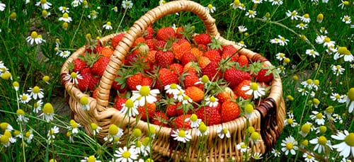 к чему снятся ягоды на поле