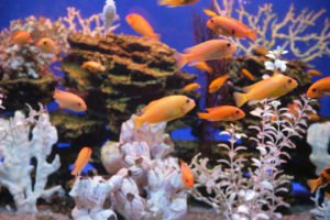 Рыбы в аквариуме: к чему снятся, сонник