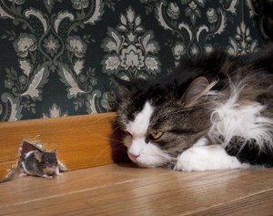 К чему снятся мыши и коты