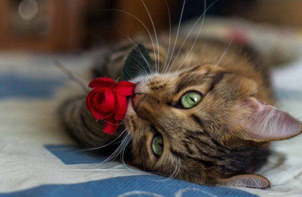Полосатая кошка с красной розой