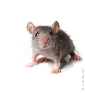 К чему снятся мыши крысы живые