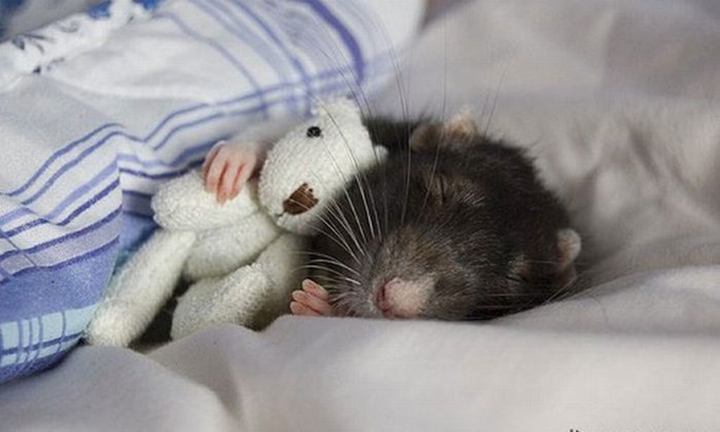 Мышь спит в кровати