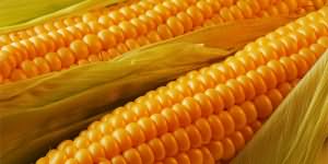 К чему снится есть кукурузу