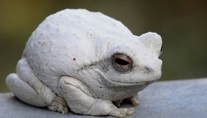 Белая жаба