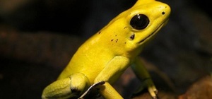 Желтая лягушка