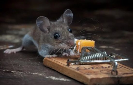 К чему снится мышь маленькая или большая, много маленьких мышей? Основные толкования - к чему снятся маленькие мыши
