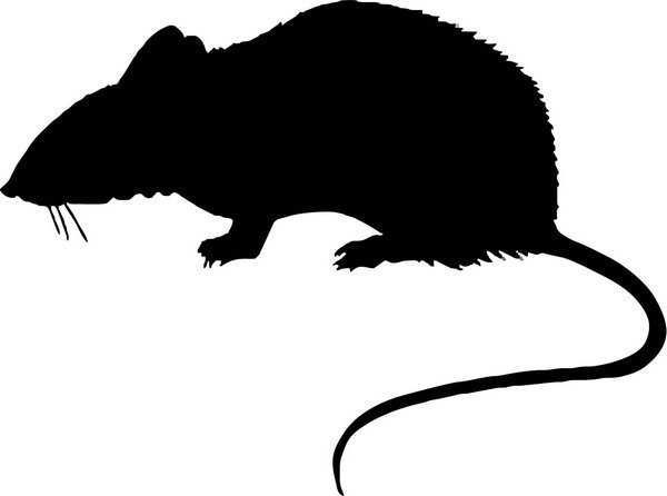 К чему снятся дохлые мыши: толкования «противного» сна