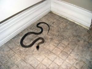 К чему снится большая змея в доме