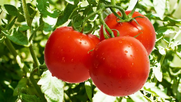 К чему снятся красные помидоры: кто-то соскучился по летним салатам?