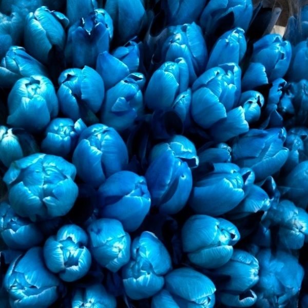 Синие голландские тюльпаны